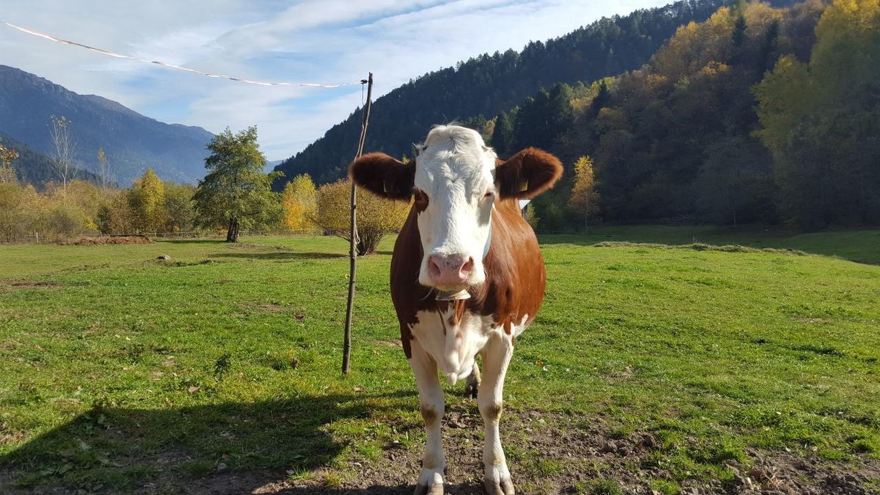 Agriturismo Fattoria Dalcastagne Torcegno Eksteriør billede